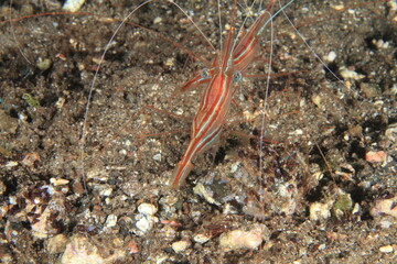 Shrimp walking on the seabed of the Atlantic Ocean in their natural habitat surrounded by rocks, algae and sand