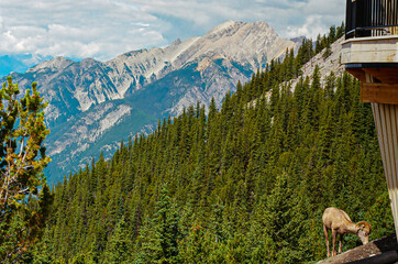 The Rocky Mountains
