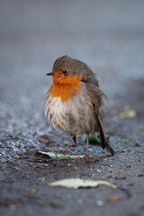 robin 