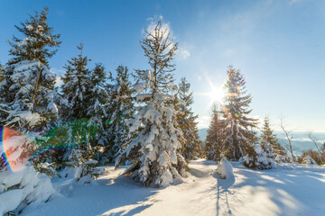 wonderfully majestic winter landscape glowing by sunlight. wintry scene. Carpathian, Ukraine, Europe. Beauty world. Happy New Year