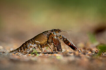 crayfish on the ground