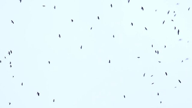 a large flock of birds flies in the sky. a group of crows migrate together