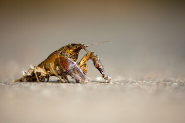 crayfish on the ground