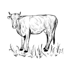 The cow is grazing in the meadow. Livestock. Sketch on white background.Vector illustration.