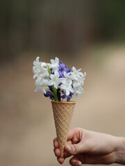 Hand holding colorful hyacinths in an ice cream cup