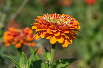 Zinnia peruviana red orange flowering peruvian annual plant in bloom, beautiful colorful petal flower in bloom