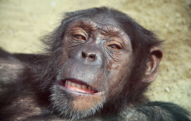 Portrait of a chimpanzee close-up