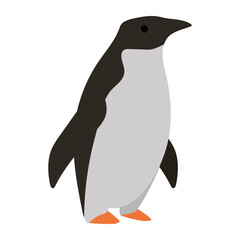 penguin wild animal