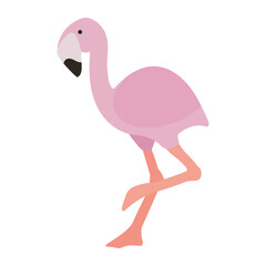 flamingo wild animal
