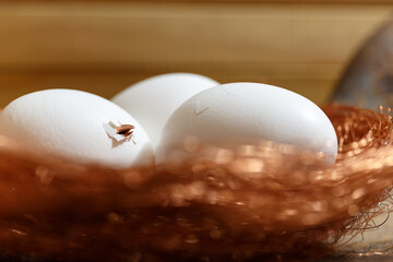 White eggs in copper nest, with copper beak breaking the shell, concept of copper in food