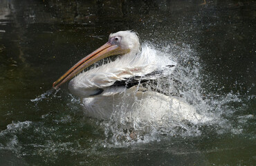 pelican on the water