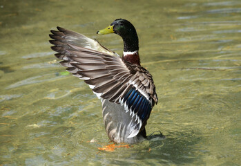 duck on the water