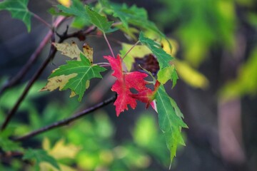 Photograph of the beautiful landscape of the trees in autumn.