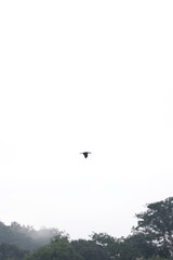bird perching on a branch, white background