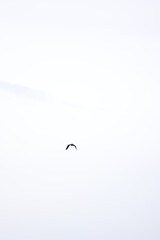bird perching on a branch, white background