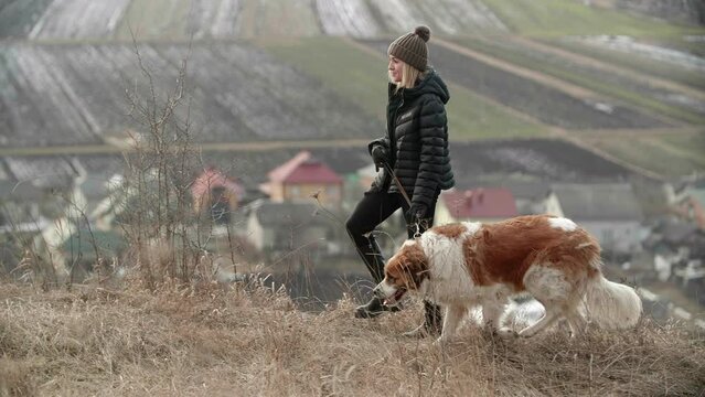 A young woman walking with a big dog on a leash in an autumn field. Girl is looking at her huge saint Bernard dog and smile on a nature horizon background. High quality 4k footage