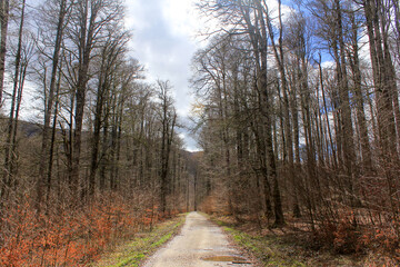 Sendero en la selva de Irati. 