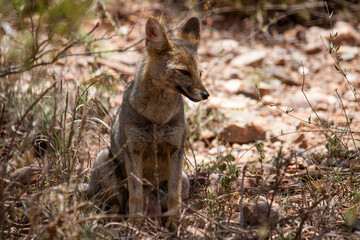 Obraz na płótnie Canvas Wildlife. Closeup view of a grey fox, Lycalopex gymnocercus, resting in the arid desert.