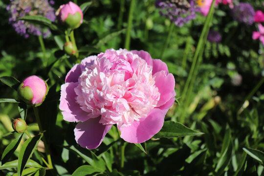 Sorbet. Peony in the garden. Shot of a peony in bloom works perfectly with the green background. Spring background. Blooming, spring, flora. Flowers photo concept.Greeting cards.