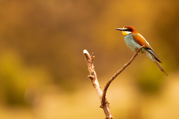 Fototapeta premium abajarruco posado junto a su nido