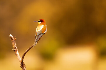 abajarruco posado junto a su nido