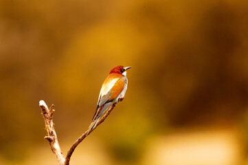 abajarruco posado junto a su nido
