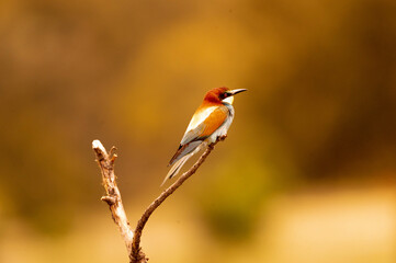abajarruco posado junto a su nido