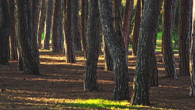 Twisted pines and straight trunks, in the Pineta Filiani, illuminated by the first light of dawn on the Adriatic Sea. Pineto, Abruzzo