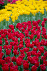 Colorful Tulips in Keukenhof Gardens.