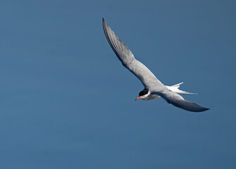 common tern, (Sterna hirundo)