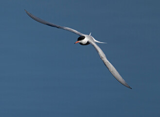 common tern, (Sterna hirundo)
