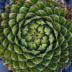 top view of succulent 