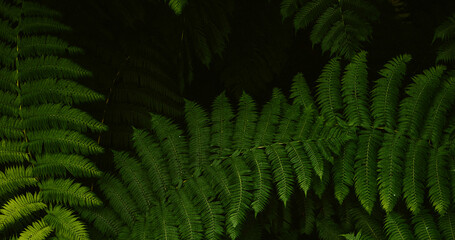 fern leaves