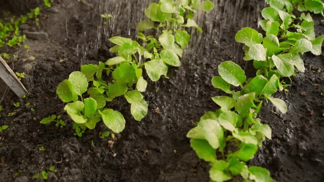 Watering radishes in the garden bed in the morning.