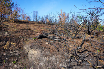 Aftermath of a forest fire in countryside