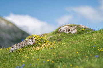 wildflowers on the Pyrenees mountain