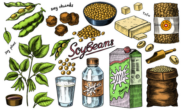 Soya Beans. Milk And Tofu. Soybean Sketch. Pod On Plant. Nuts And Seeds In Sack. Detailed Vegetarian Food And Leaves Drawing. Hand Drawn Illustration For Menu, Label, Icon Or Poster.