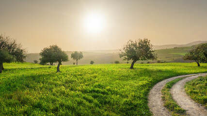 Serene Cyprus landscape with green fields and carob trees. Backlit with lens flare