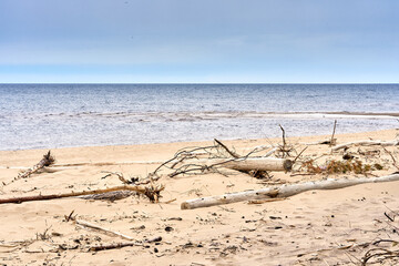 Baltic sea shore after the storm. Fallen trees on the beach.