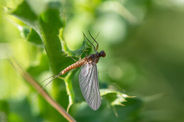Serratella ignita - Ephemerella ignita - Blue-winged Olive - Ephemère à ailes bleues
