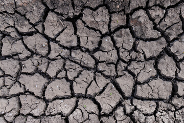 Dry earth soil. Ground with small yong green sprout. Grunge texture. Dried cracked texture and background.