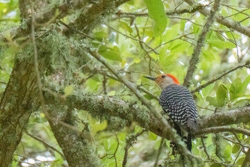 Red-bellied woodpecker