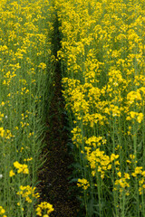 Detail of flowering rapeseed field. Rapeseed field. Agriculture, biotechnology, fuel, food industry, alternative energy, environmental conservation.