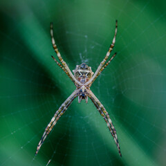 Araña, sipider, tela de araña naturaleza,  jardin macro foto, aragnido, insecto bicho