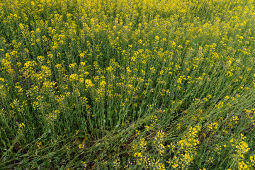 Detail of flowering rapeseed field. Rapeseed field. Agriculture, biotechnology, fuel, food industry, alternative energy, environmental conservation.