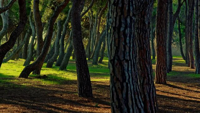 Twisted pines and straight trunks, in the Pineta Filiani, illuminated by the first light of dawn on the Adriatic Sea. Pineto, Abruzzo