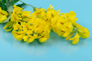 Flowers of yellow acacia on blue background. Caragana's arborescens blooming. Yellow flower background.