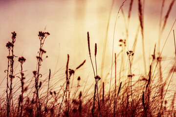 Dry grass near the river at sunset, autumn background
