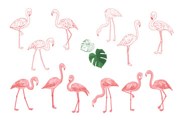 Flamingo pink birds vector illustrations line set