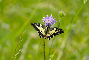 Old World Swallowtail or common yellow swallowtail (Papilio machaon) sitting on violet flower in Zurich, Switzerland